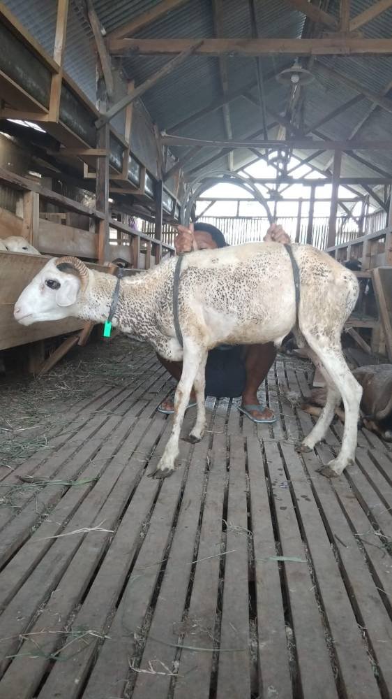 Foto Kurban