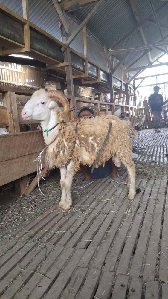 Foto Kurban