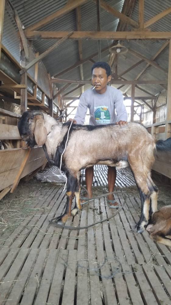 Foto Kurban