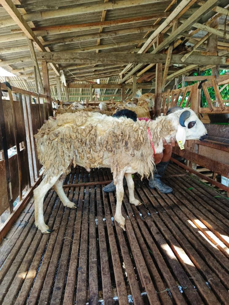 Foto Kurban