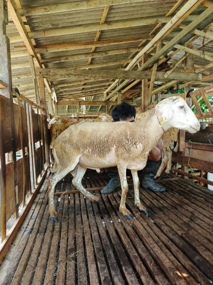 Foto Kurban