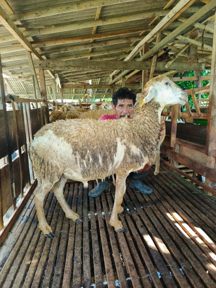 Foto Kurban