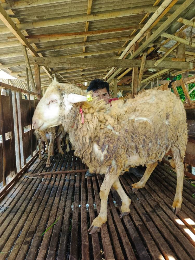 Foto Kurban
