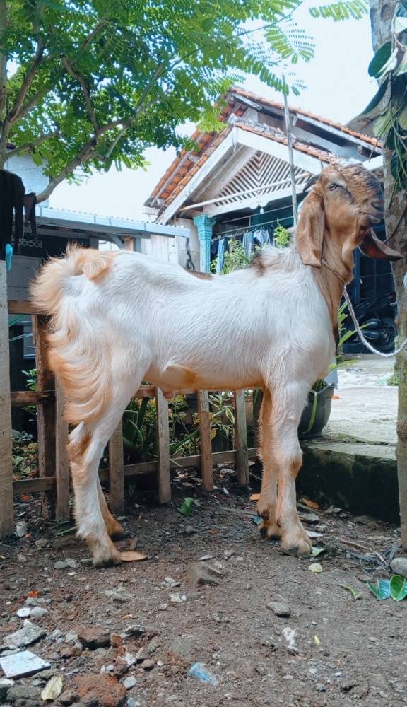 Foto Kurban