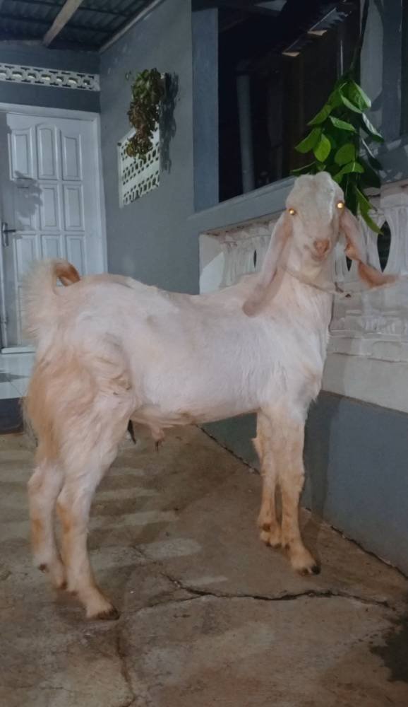 Foto Kurban