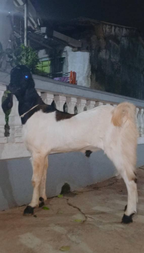 Foto Kurban
