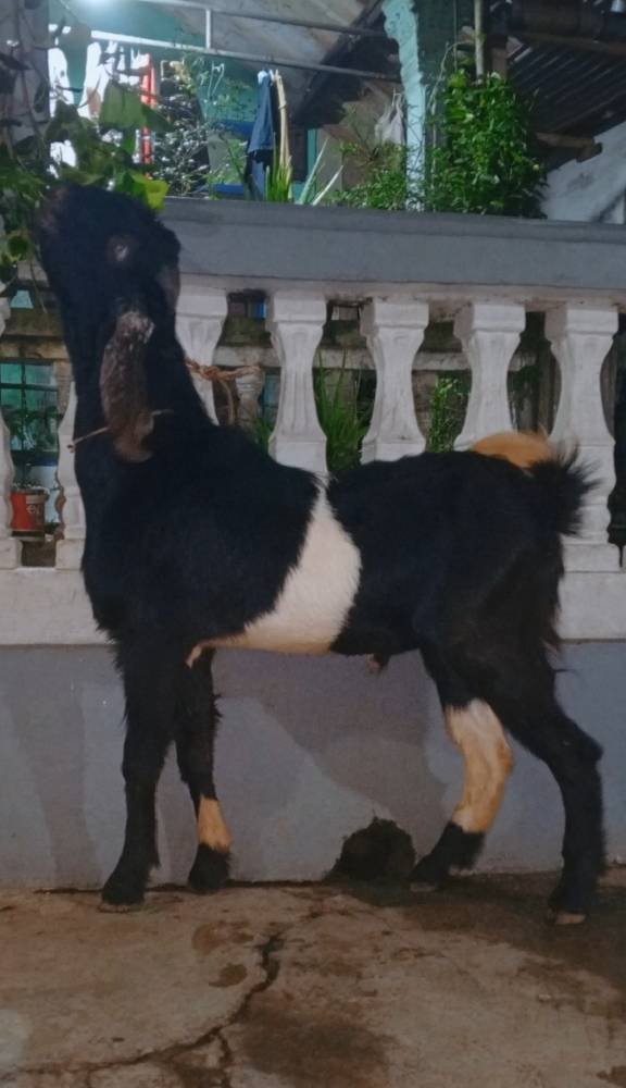 Foto Kurban