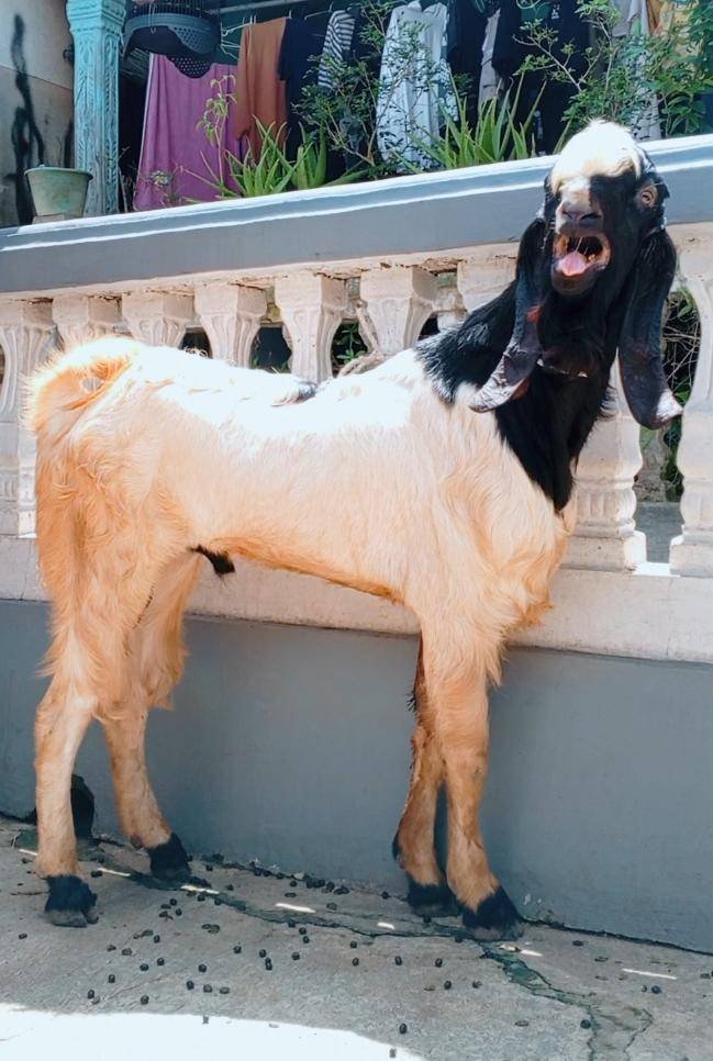 Foto Kurban