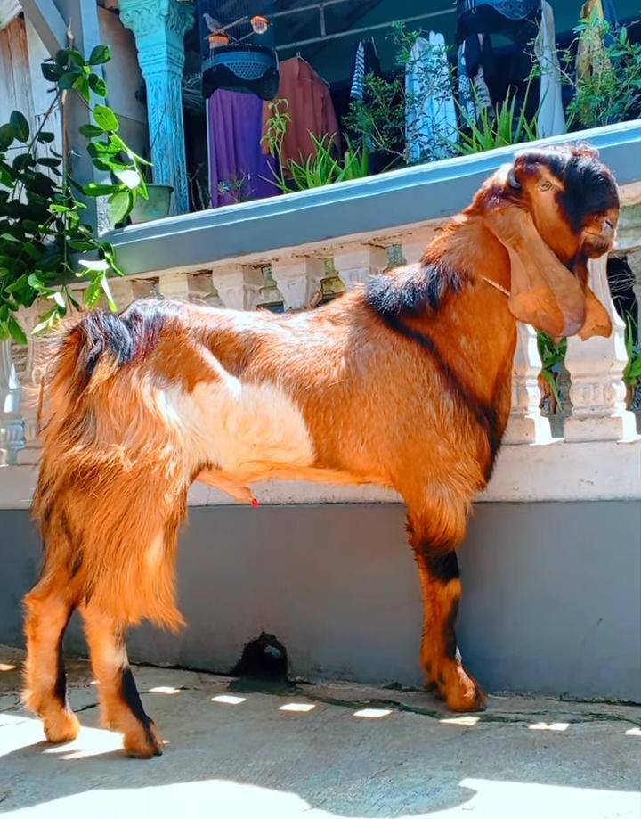 Foto Kurban