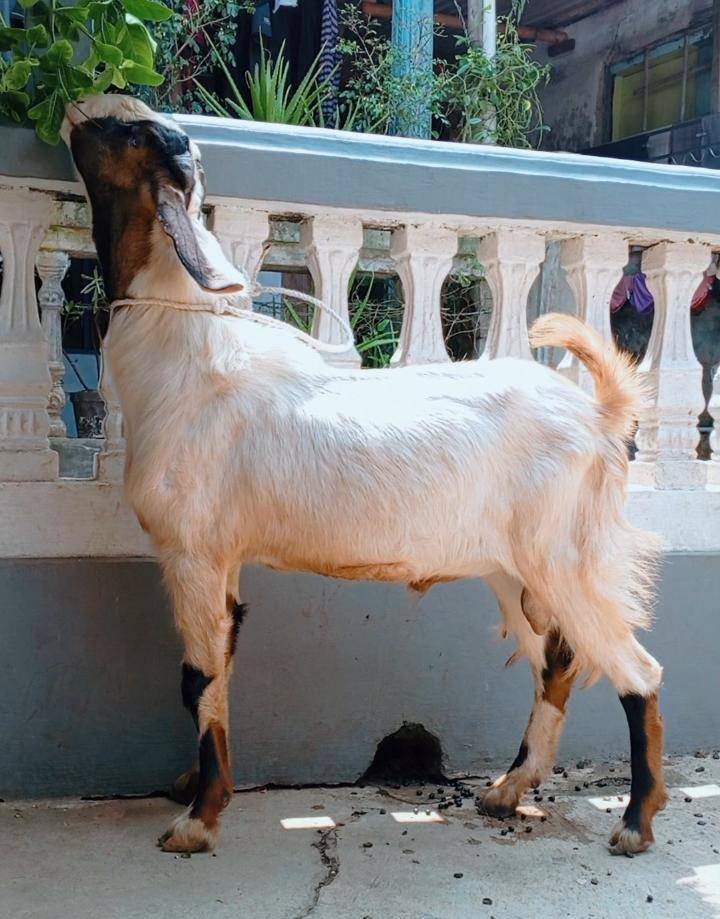 Foto Kurban