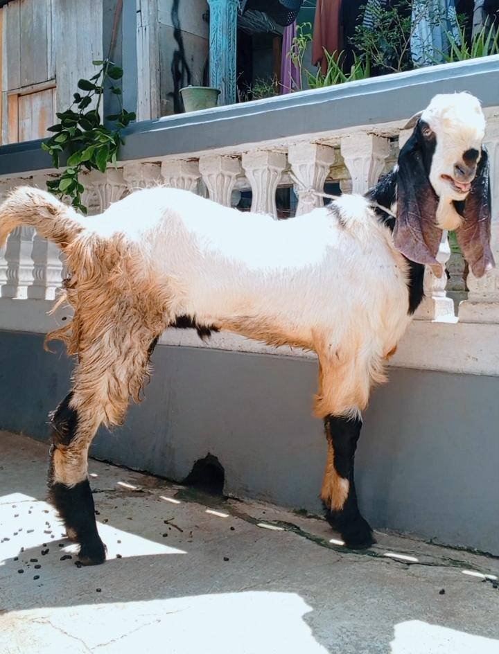 Foto Kurban