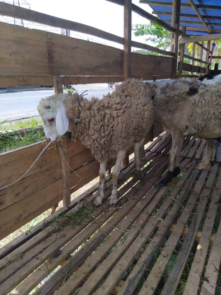Foto Kurban