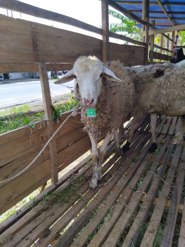 Foto Kurban