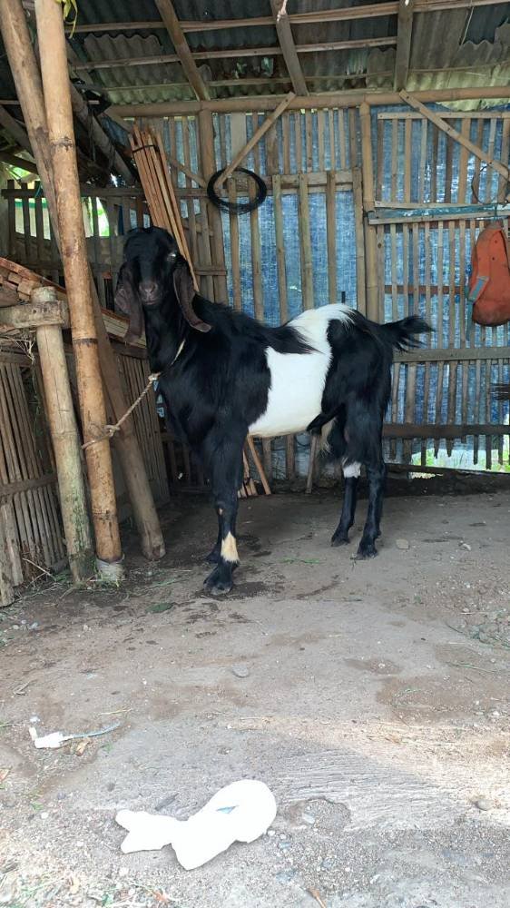 Foto Kurban