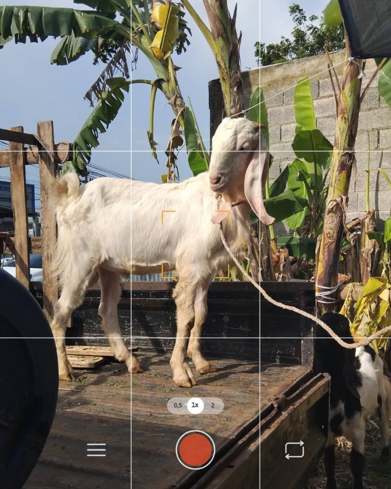 Foto Kurban