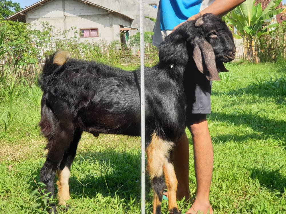 Foto Kurban