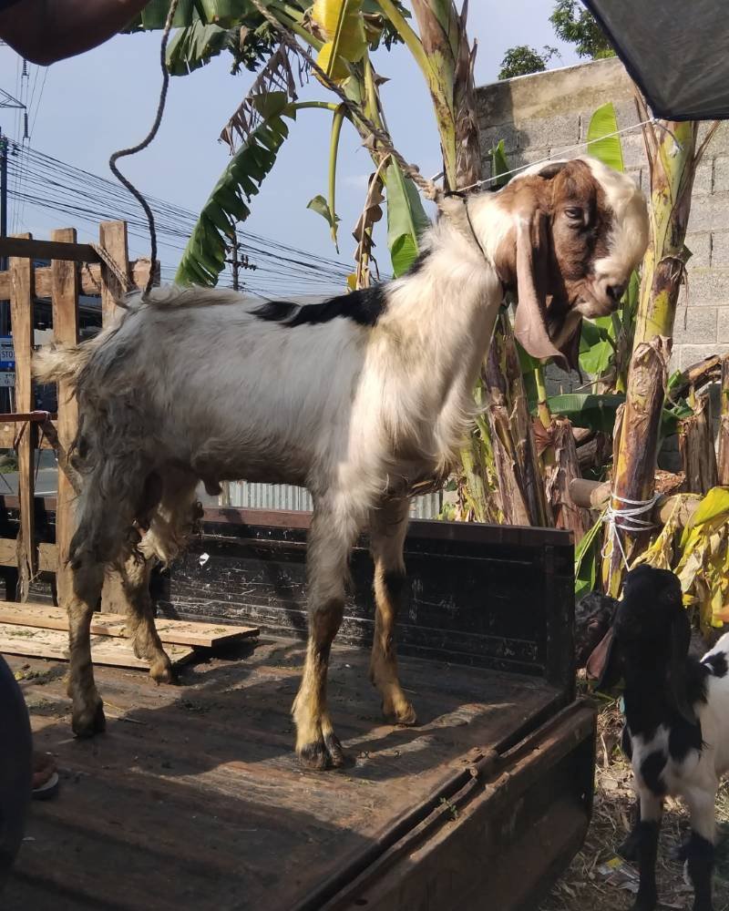 Foto Kurban