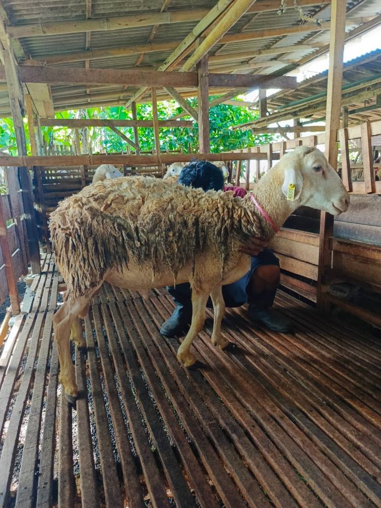 Foto Kurban