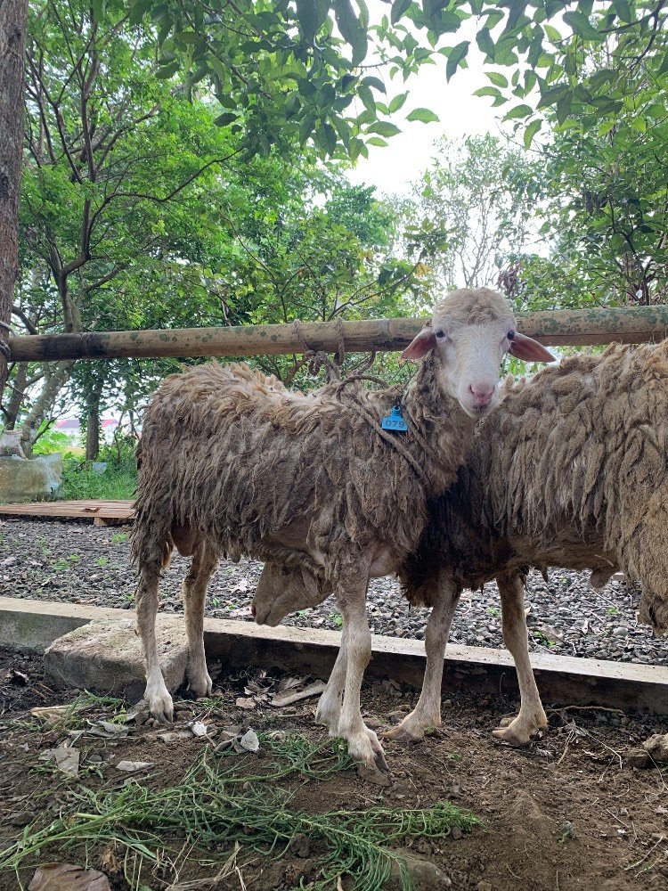 Foto Kurban