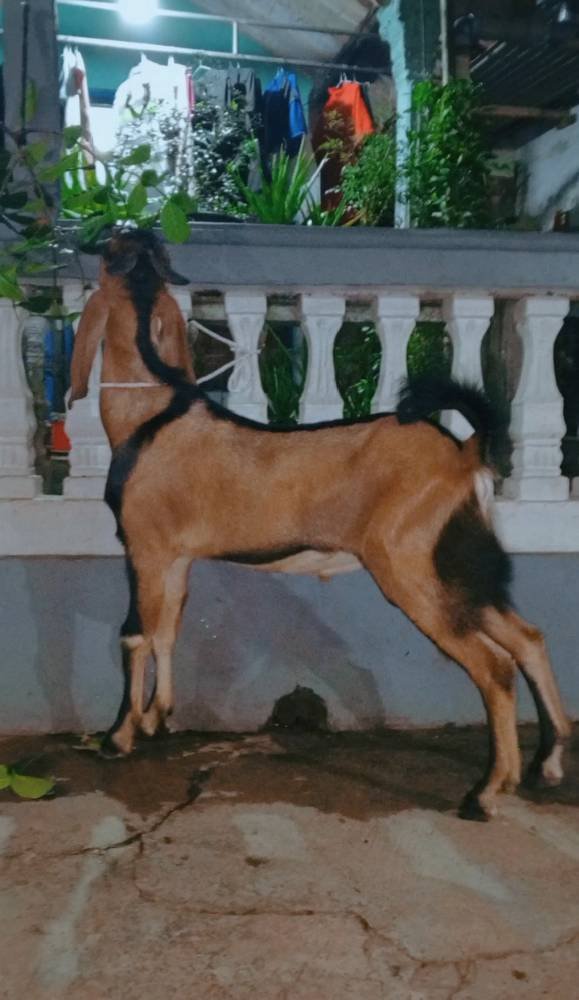 Foto Kurban