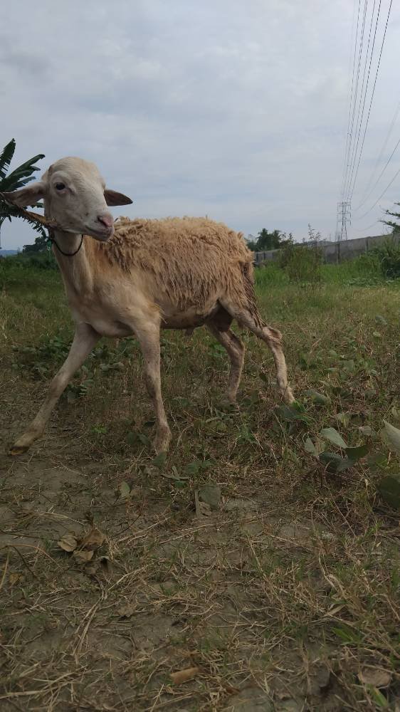 Foto Kurban