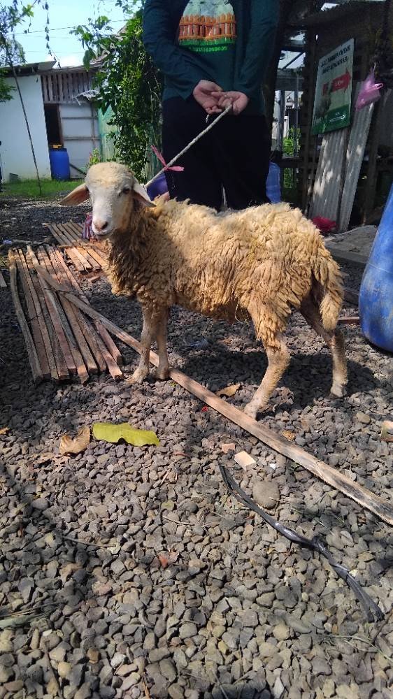 Foto Kurban
