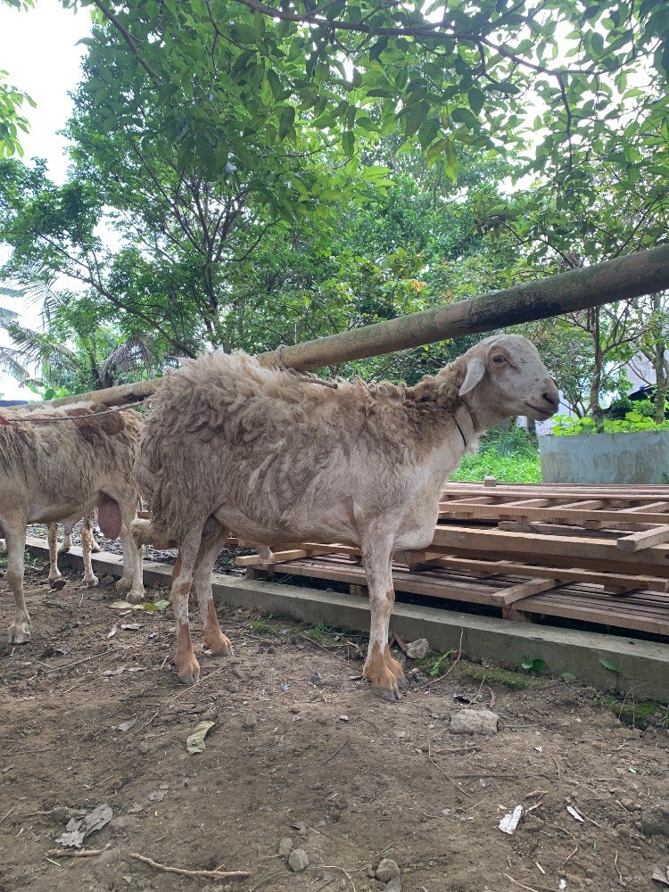 Foto Kurban