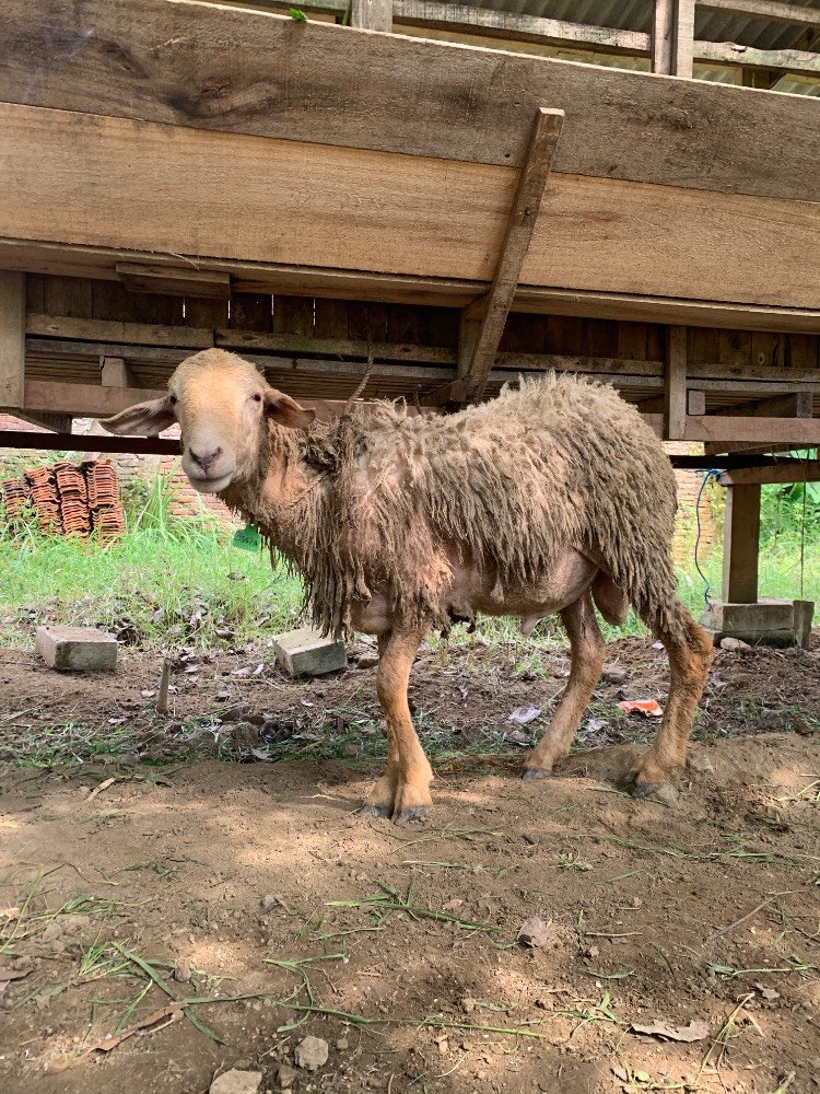 Foto Kurban