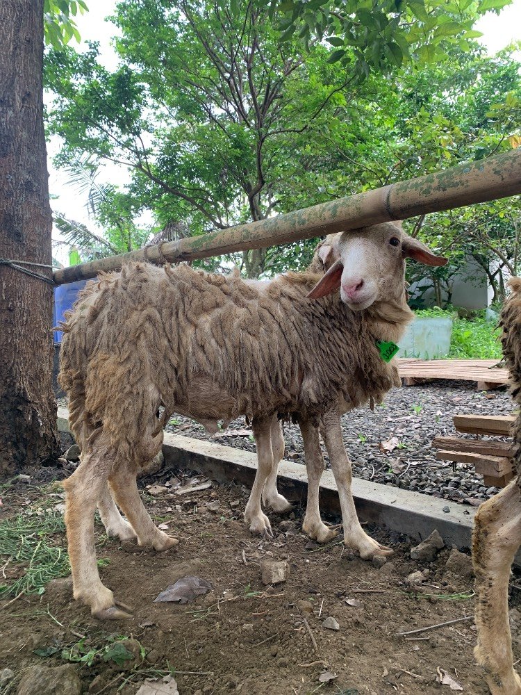 Foto Kurban