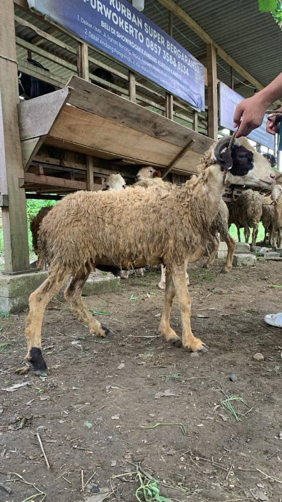Foto Kurban