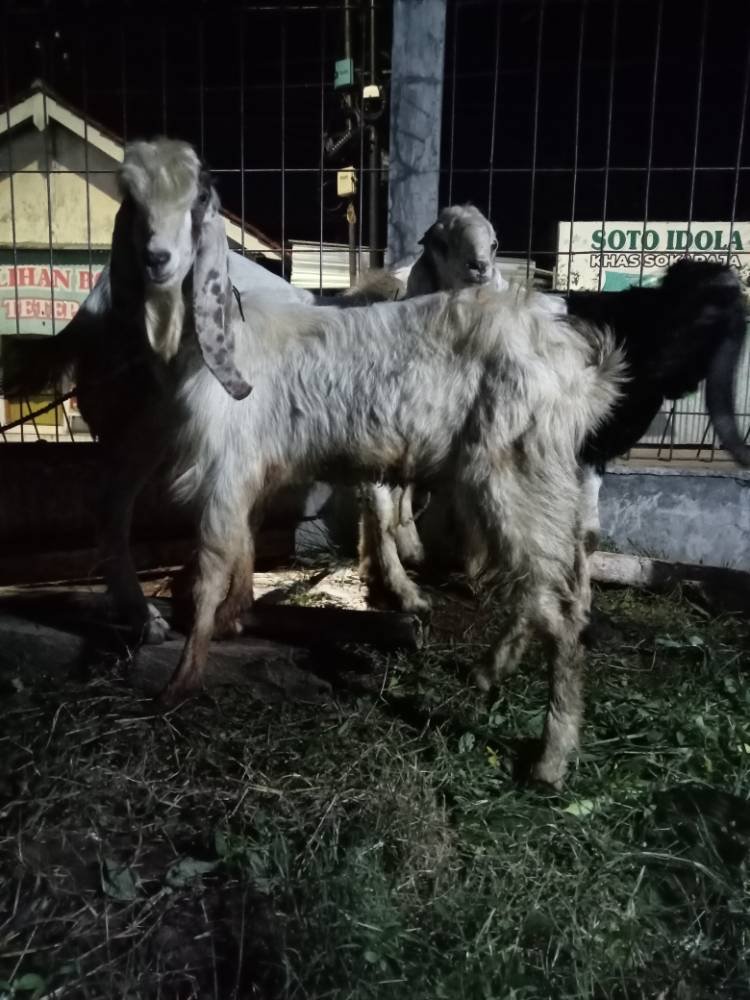 Foto Kurban