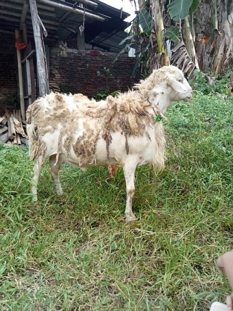 Foto Kurban