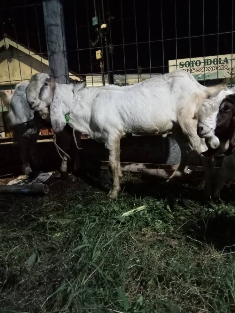Foto Kurban