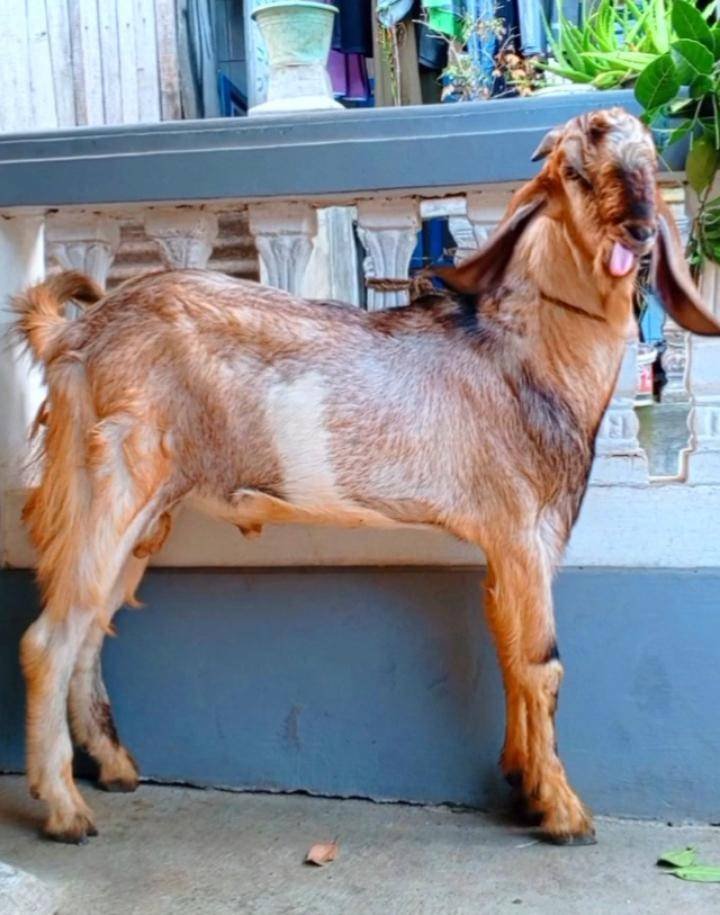 Foto Kurban