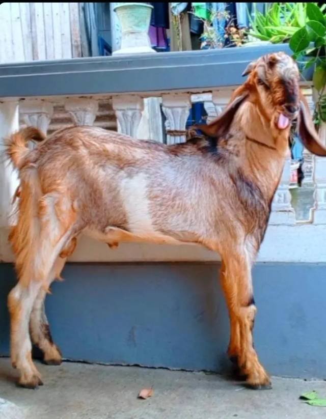 Foto Kurban