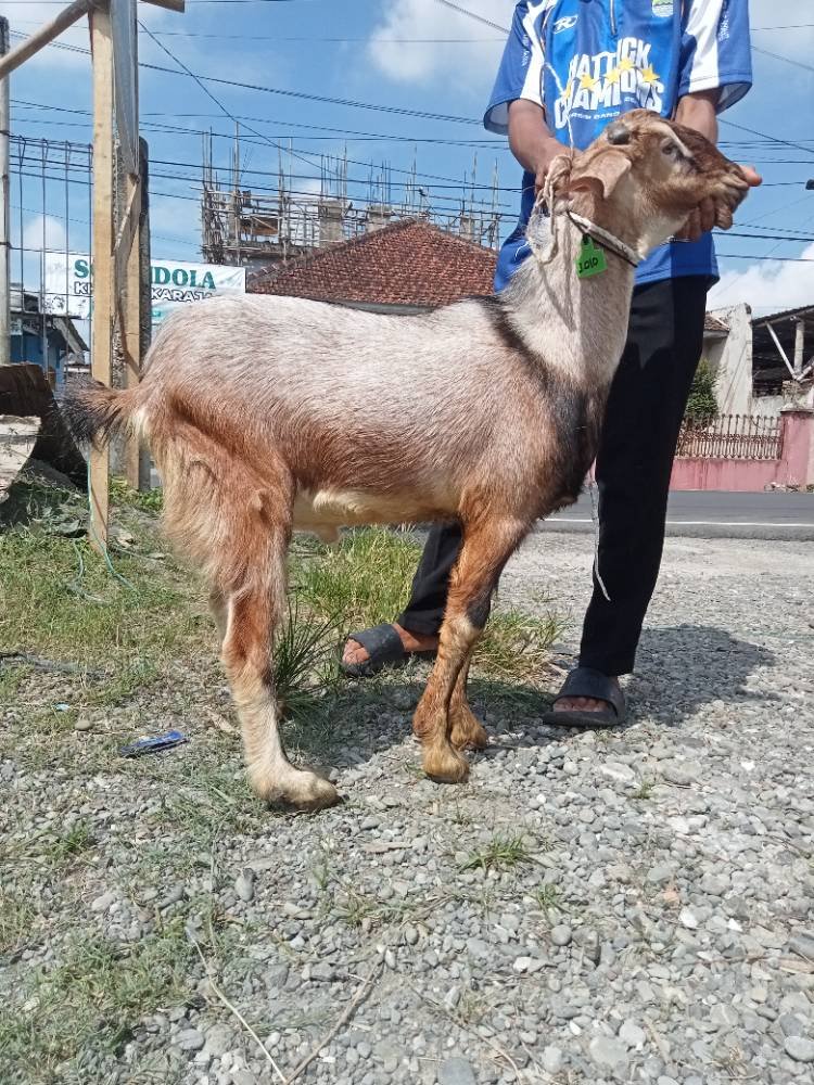 Foto Kurban