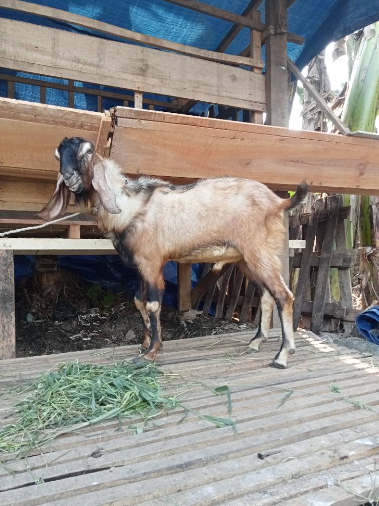 Foto Kurban