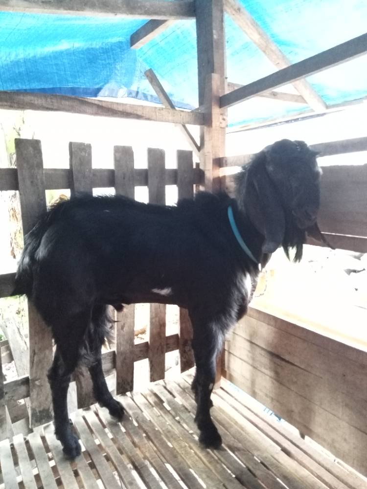 Foto Kurban