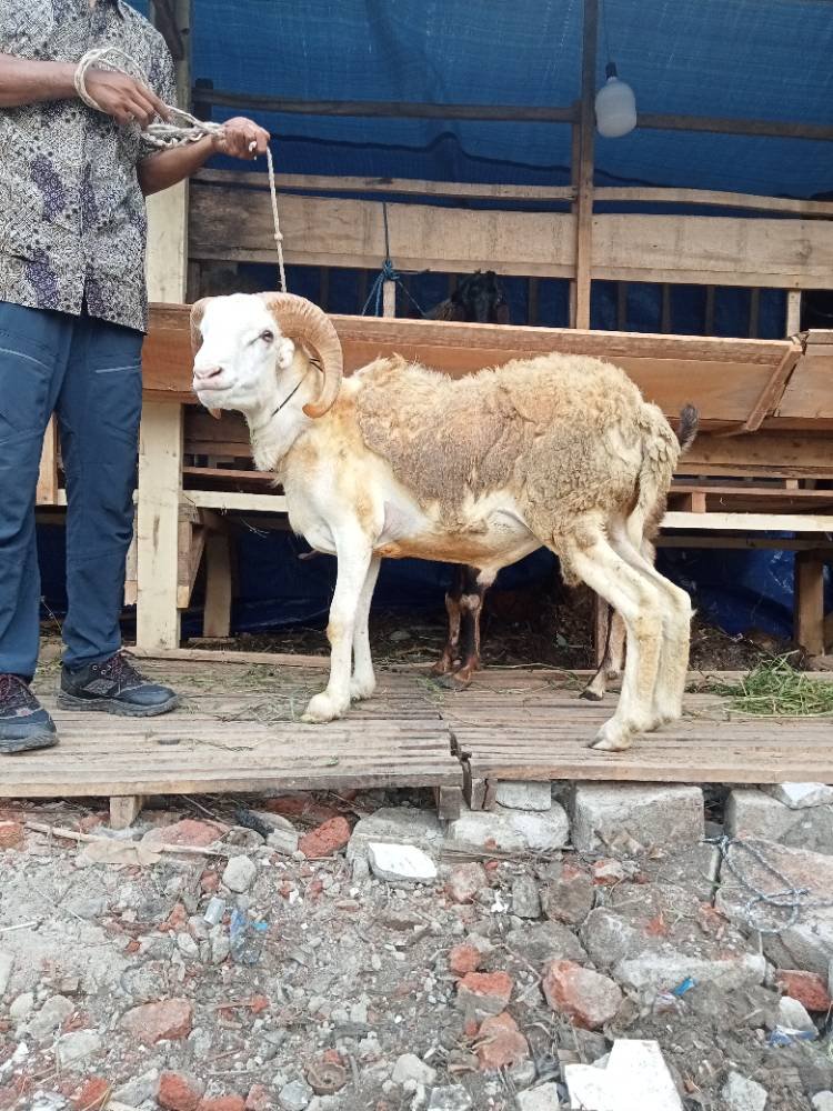 Foto Kurban