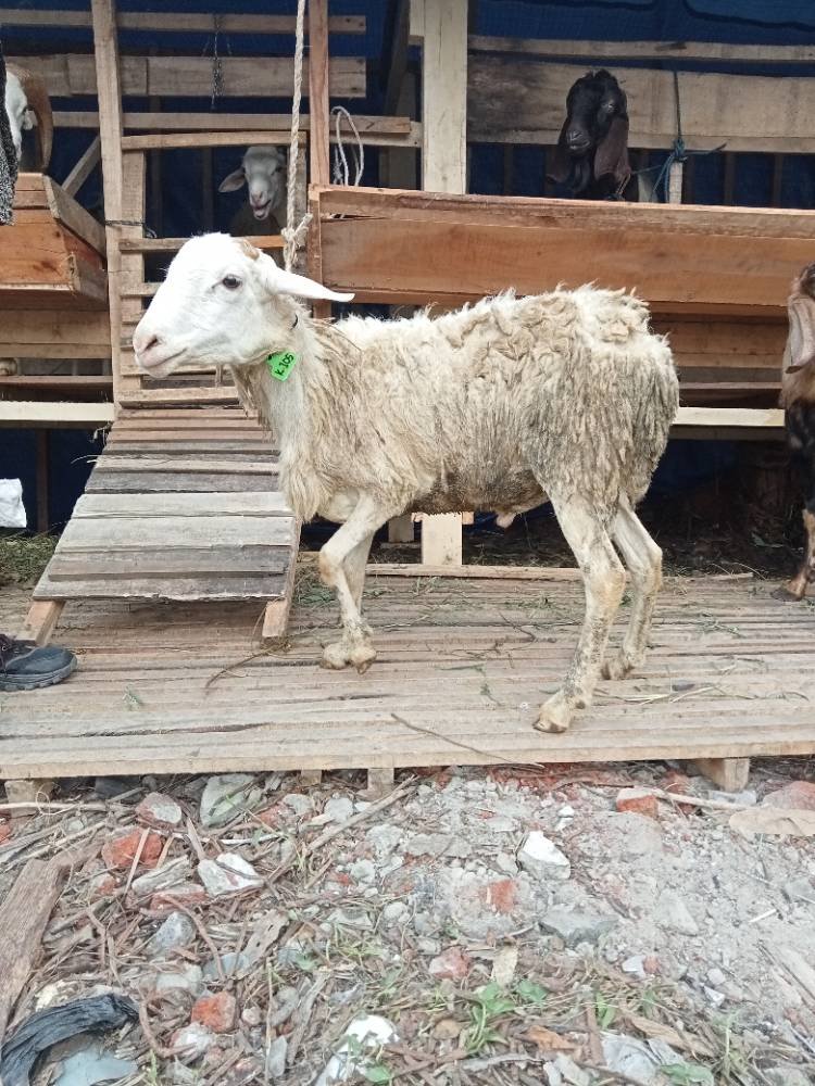 Foto Kurban