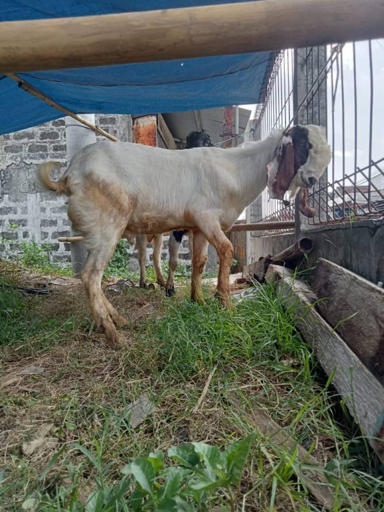 Foto Kurban