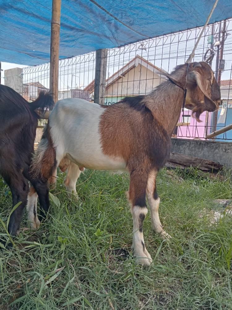 Foto Kurban