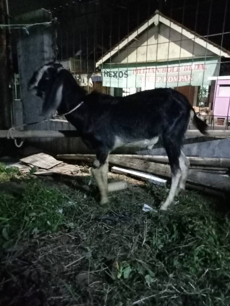 Foto Kurban