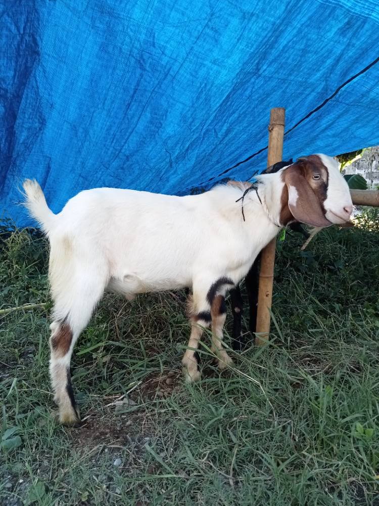 Foto Kurban