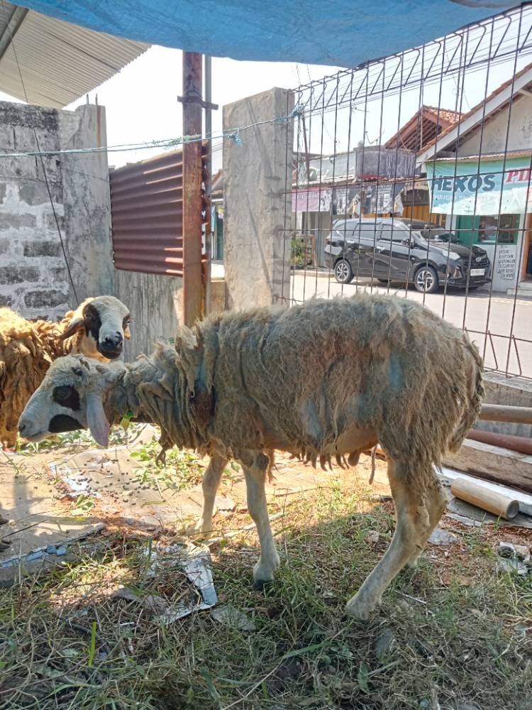 Foto Kurban