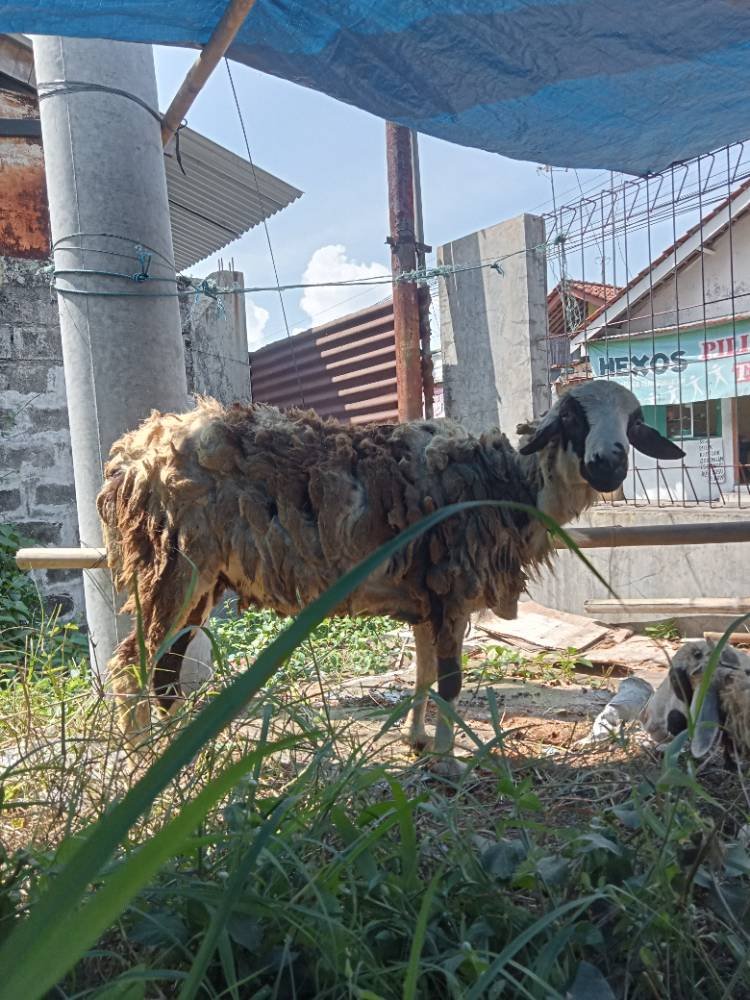 Foto Kurban