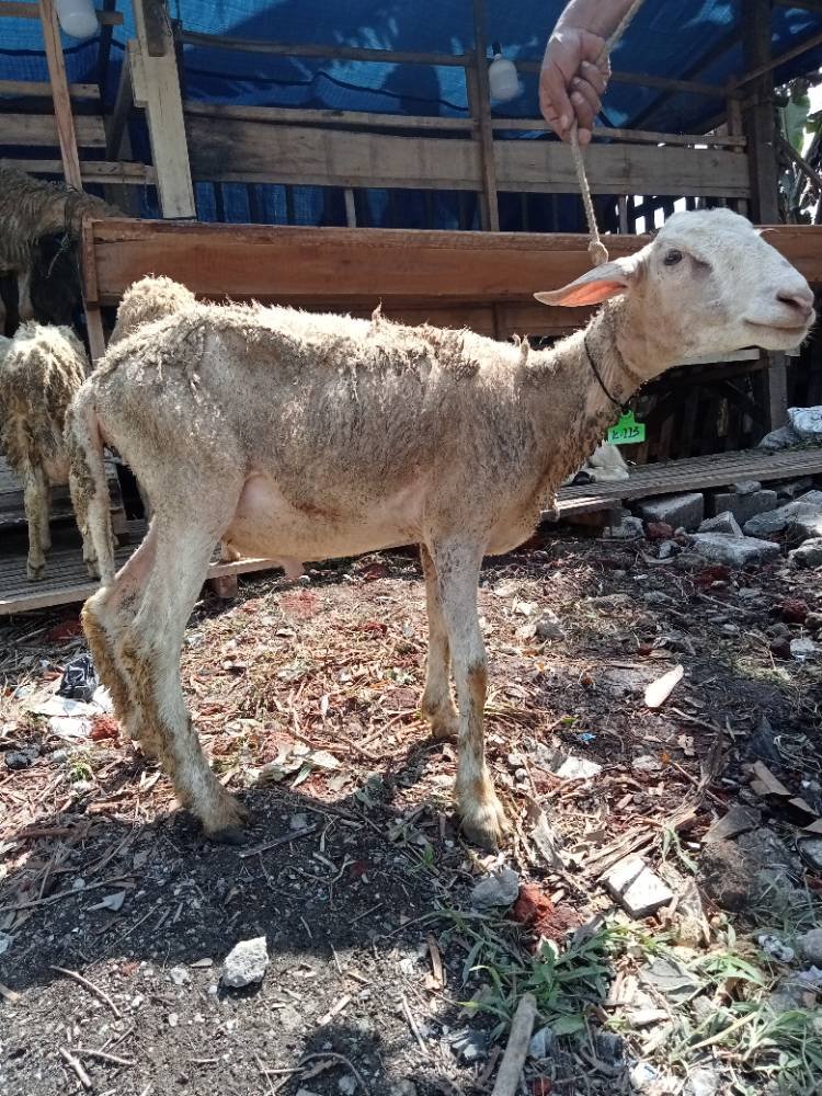 Foto Kurban