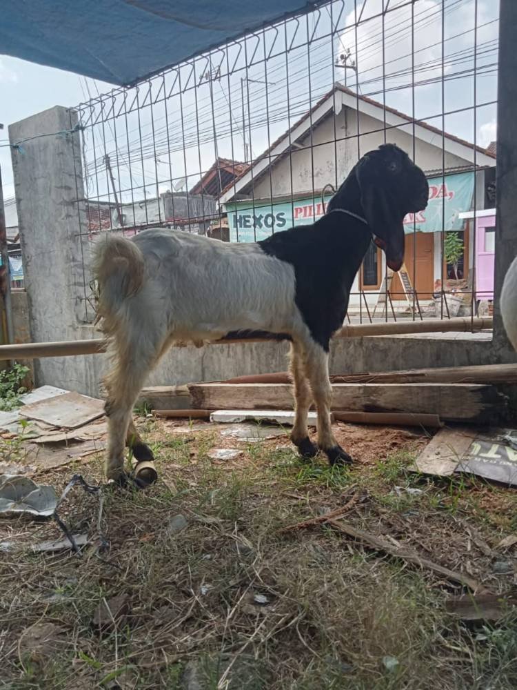 Foto Kurban
