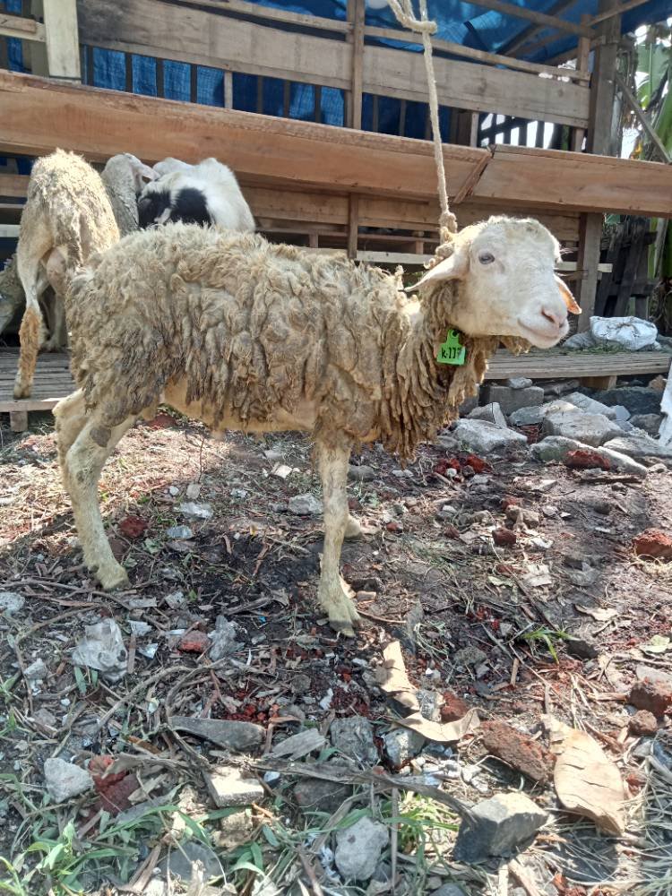 Foto Kurban