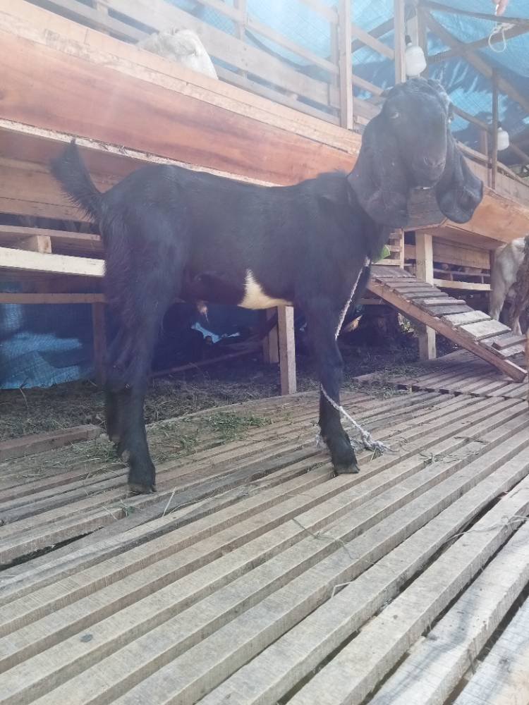 Foto Kurban